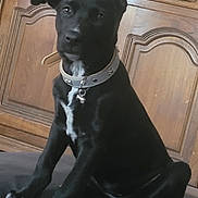 Blanca a rejoint le concours — aidez-le/la à gagner de superbes lots ! puppy, dog, black_dog, collar, indoor, wooden_cabinet, furniture, pet, animal, sitting, cute, young_dog, ears, white_patch, curious, domestic_animal, companion, portrait, attention, house