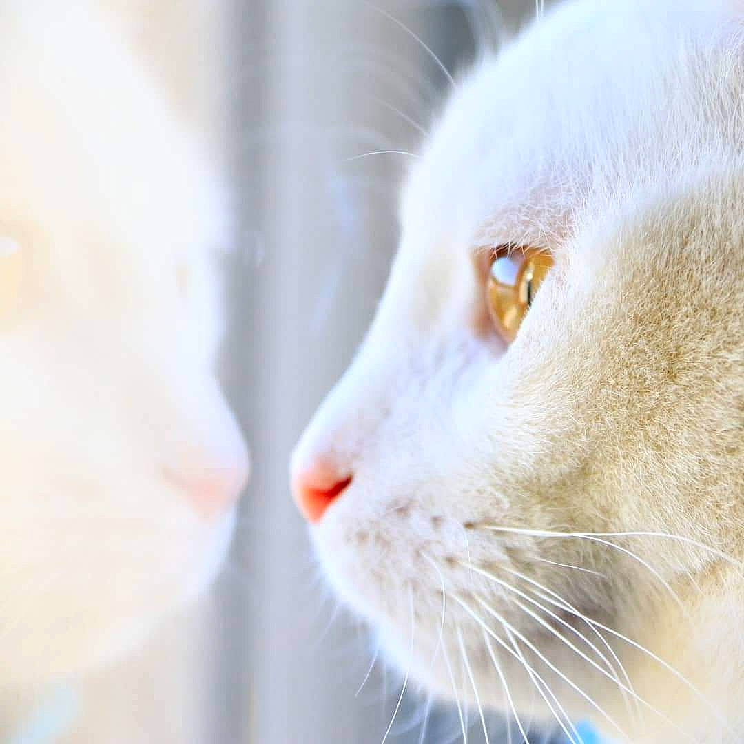 Chico participe au concours pour gagner de l'argent avec cette photo : carnivore, cat, domestic_short_haired_cat, fawn, felidae, fur, paw, small_to_medium_sized_cats, snout, tail, terrestrial_animal, whiskers, wildlife, window