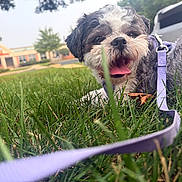 Maya is registered to the contest to win money with this photo: dog, grass, leash, outdoor, happy, pet, tongue_out, closeup, nature, summer, park, fur, canine, smiling, resting, daylight, greenery, tree, building, sky