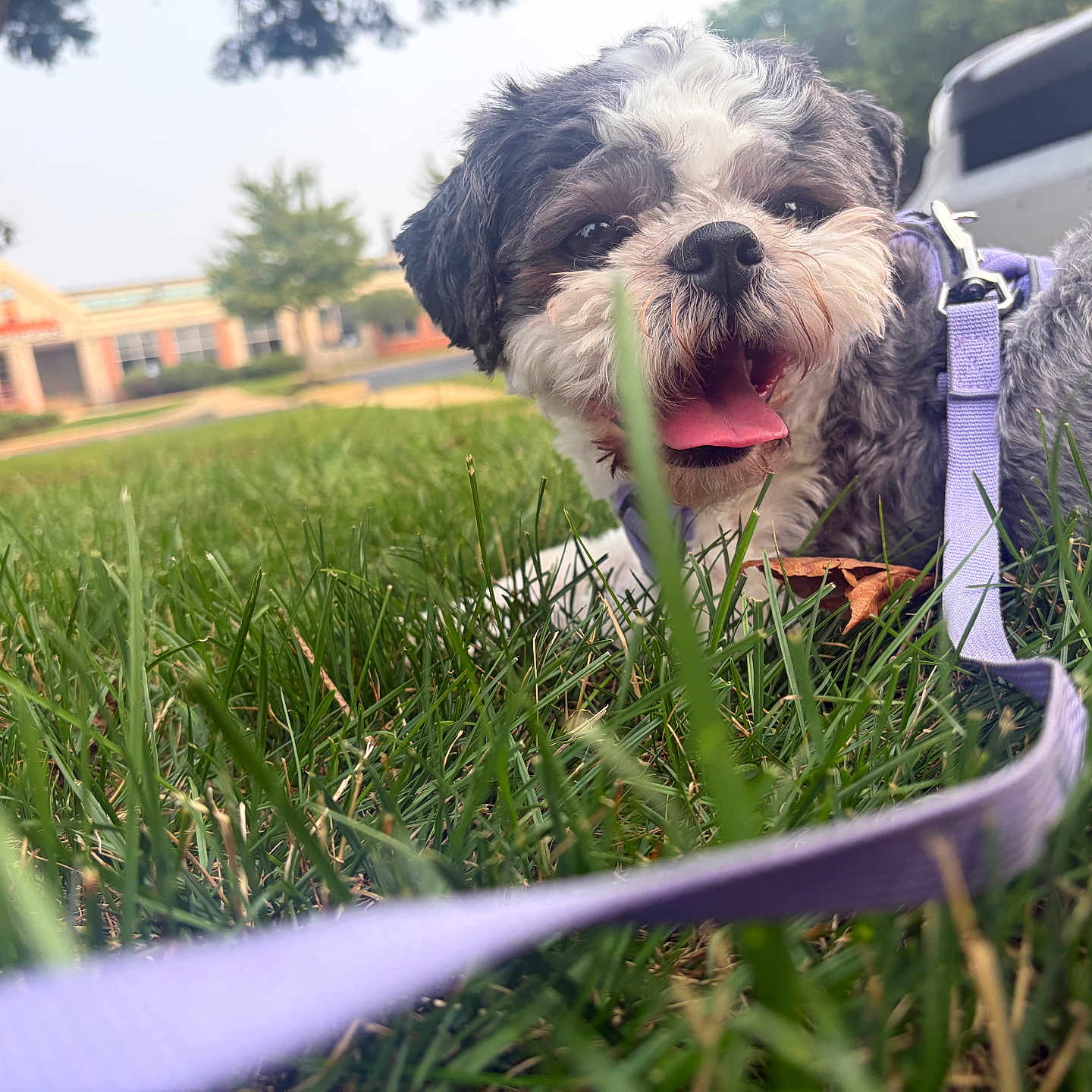 Maya is registered to the contest to win money with this photo: dog, grass, leash, outdoor, happy, pet, tongue_out, closeup, nature, summer, park, fur, canine, smiling, resting, daylight, greenery, tree, building, sky