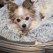 Samson is registered to the contest to win money with this photo: dog, small_dog, fluffy, pet_bed, cozy, cute, animal, fur, ears, face, resting, indoor, comfort, looking_at_camera, close_up, domestic_animal, adorable, relaxed, home, canine