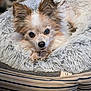 dog, small_dog, fluffy, pet_bed, cozy, cute, animal, fur, ears, face, resting, indoor, comfort, looking_at_camera, close_up, domestic_animal, adorable, relaxed, home, canine