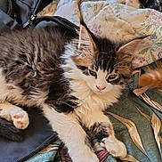 Balloo a rejoint le concours — aidez-le/la à gagner de superbes lots ! animal, blanket, cat, closeup, cozy, cute, fluffy, fur, indoor, jacket, kitten, paws, pet, resting, sleepy, soft, tabby, whiskers, white_paws, young