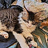 animal, blanket, cat, closeup, cozy, cute, fluffy, fur, indoor, jacket, kitten, paws, pet, resting, sleepy, soft, tabby, whiskers, white_paws, young