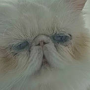 Lila participe au concours pour gagner de l'argent avec cette photo : cat, close_up, fluffy, white, cream, flat_face, pet, animal, whiskers, feline, cute, portrait, indoor, face, eyes, nose, fur, muzzle, expression, domestic_cat