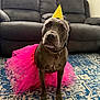 Luna joined the competition — help win amazing prizes! animal, blue_rug, brown_dog, carpet, celebration, costume, couch, cute, decor, dog, funny, furniture, gray_couch, indoor, living_room, party_hat, pet, portrait, sitting, tutu