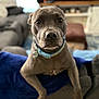 Luna joined the competition — help win amazing prizes! animal, blanket, blue_collar, canine, close_up, collar, companion, couch, dog, domestic_animal, friendly, front_paws, fur, gray_dog, household, indoors, living_room, pet, portrait, relaxed
