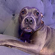 Luna joined the competition — help win amazing prizes! animal, canine, close_up, collar, couch, dog, fur, furniture, gray, home, indoor, looking, muzzle, paw, pet, portrait, relaxing, seated, sofa, tufted