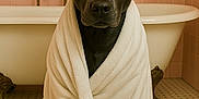 Luna joined the competition — help win amazing prizes! animal, bathroom, bathtub, black_dog, clawfoot_bathtub, cute, dog, floor, floor_tiles, fur, headwrap, indoors, pet, pink_tiles, portrait, relaxed, sitting, towel, wrapped, wrapping