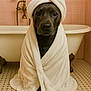 animal, bathroom, bathtub, black_dog, clawfoot_bathtub, cute, dog, floor, floor_tiles, fur, headwrap, indoors, pet, pink_tiles, portrait, relaxed, sitting, towel, wrapped, wrapping