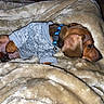 Lenny is registered to the contest to win money with this photo: dog, puppy, dachshund, blanket, sleeping, cozy, pet, animal, fur, cute, sweater, collar, indoor, resting, brown, snuggled, soft, comfort, warm, relaxed