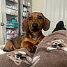 Lenny joined the competition — help win amazing prizes! dog, dachshund, puppy, blanket, bed, indoor, diapers, storage, shelf, door, paw, fur, cute, pet, animal, relaxed, cozy, brown, black, ears