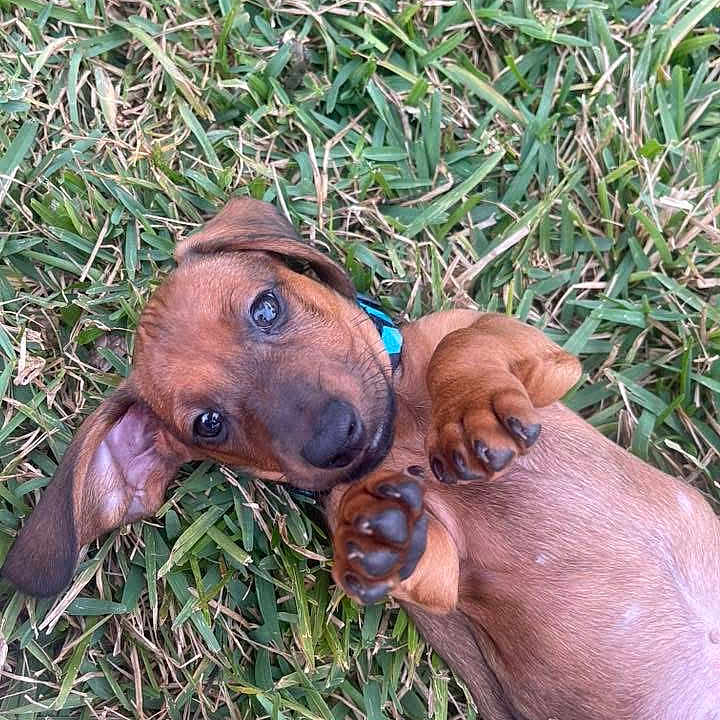 Lenny is registered to the contest to win money with this photo: puppy, dog, dachshund, grass, pet, animal, cute, playful, outdoor, lying_down, brown_coat, young_dog, paw, ears, collar, nature, closeup, adorable, small_dog, summer