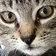 Ash joined the competition — help win amazing prizes! cat, close_up, face, fur, whiskers, eyes, pet, animal, curious, tabby, muzzle, nose, portrait, feline, domestic_cat, looking, cute, texture, gray, indoor