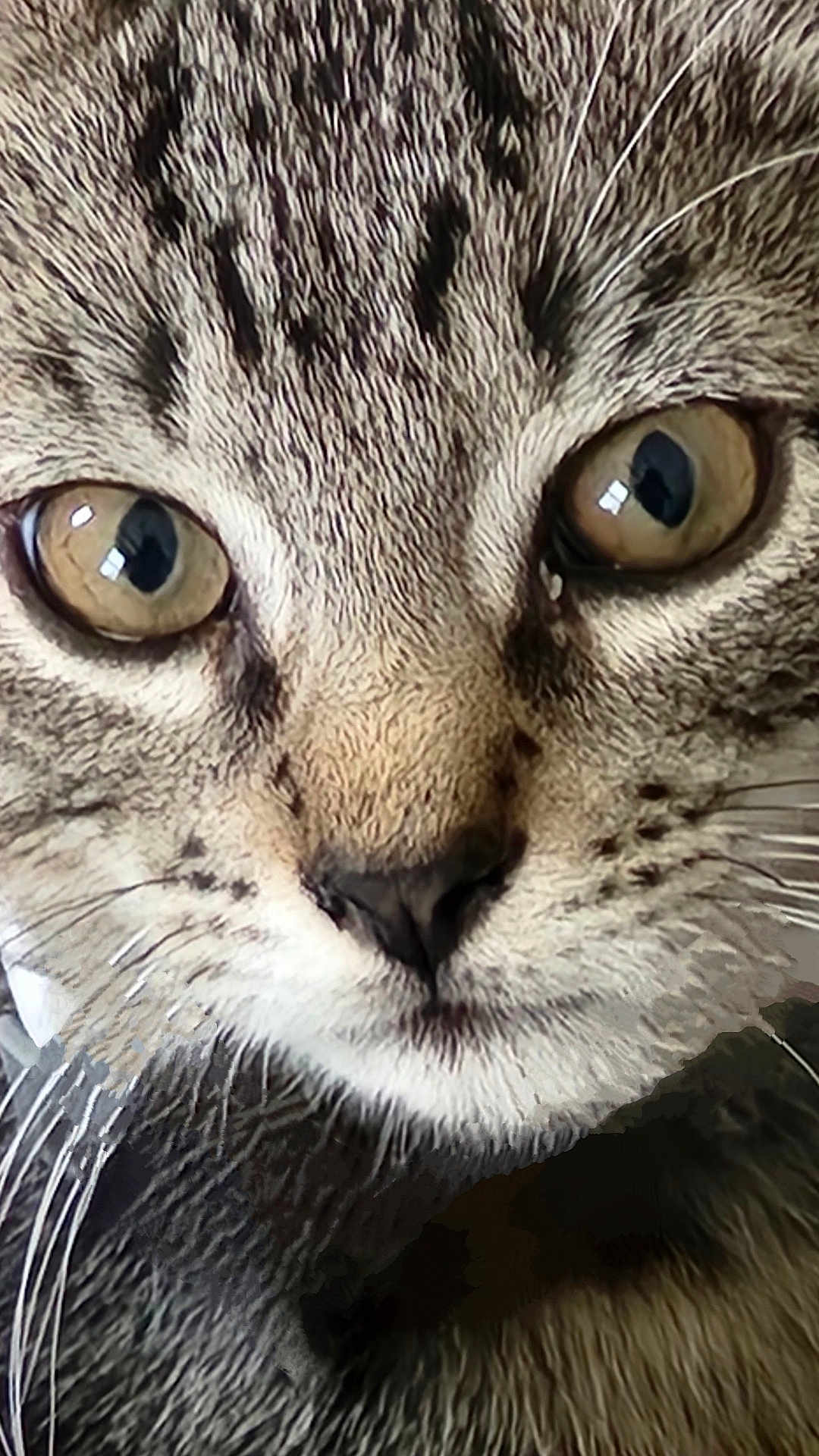 Ash