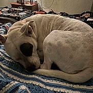 Luna Lee is registered to the contest to win money with this photo: animal, bed, bedroom, blanket, bulldog, canine, couch, dog, furniture, homedecor, hound, indoors, interiordesign, linen, person, pet, puppy, quilt, room, sleeping