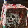 Luna Lee is registered to the contest to win money with this photo: animal, bird, boxer, bulldog, cage, canine, chicken, den, dog, doghouse, face, fowl, frenchbulldog, head, indoors, person, pet, poultry, pug, puppy