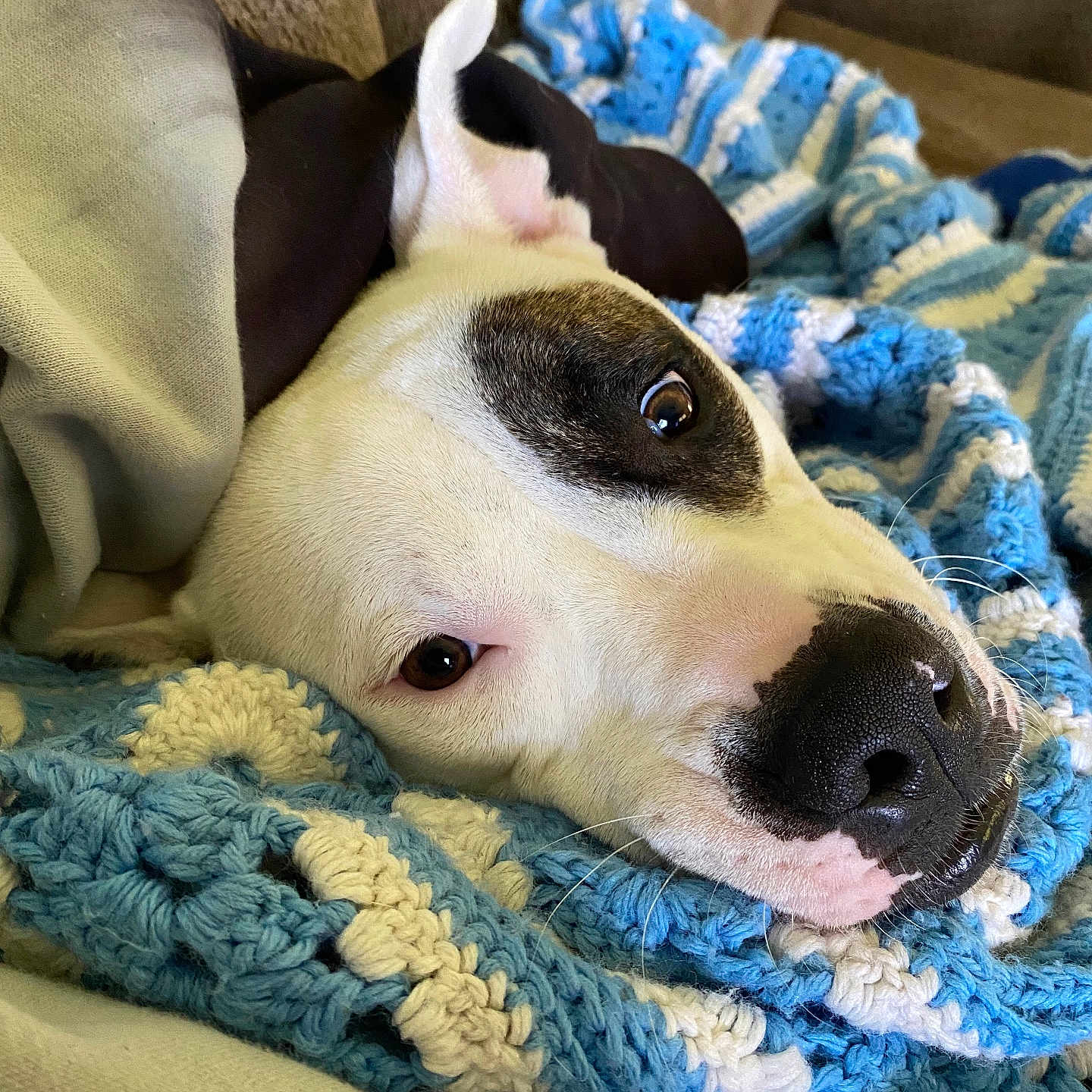 Luna Lee joined the competition — help win amazing prizes! animal, blanket, bulldog, canine, couch, cushion, dog, furniture, homedecor, hound, labradorretriever, person, pet, pitbull, puppy, quilt, sleeping, snout, towel, whitedog