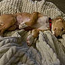 puppy, dog, blanket, sleeping, cozy, indoor, pet, red_collar, fur, resting, knitted_blanket, cute, relaxed, animal, domestic_animal, young_dog, paw, snout, soft_texture, warm