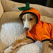 Charlie Brown joined the competition — help win amazing prizes! puppy, dog, orange_hoodie, costume, blanket, fluffy, cozy, indoor, pet, cute, sleepy, animal, resting, furniture, fabric, warm, relaxing, domestic, young_dog, portrait