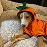 puppy, dog, orange_hoodie, costume, blanket, fluffy, cozy, indoor, pet, cute, sleepy, animal, resting, furniture, fabric, warm, relaxing, domestic, young_dog, portrait