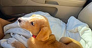 Charlie Brown is registered to the contest to win money with this photo: puppy, dog, car_interior, blanket, seat, sunlight, red_collar, pet, canine, leather_seat, window, door_panel, comfort, resting, young_dog, animal, domestic_animal, side_view, relaxation, indoor