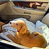 puppy, dog, car_interior, blanket, seat, sunlight, red_collar, pet, canine, leather_seat, window, door_panel, comfort, resting, young_dog, animal, domestic_animal, side_view, relaxation, indoor