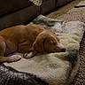 puppy, dog, sleeping, blanket, couch, carpet, indoor, cozy, pet, fur, resting, animal, cute, brown, soft, domestic, comfort, quiet, relaxation, home