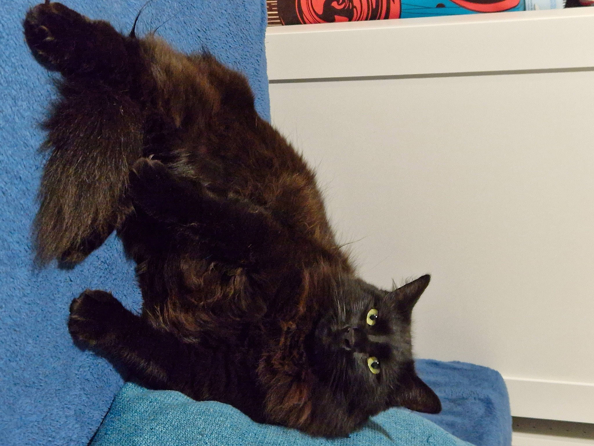 Shakur a rejoint le concours — aidez-le/la à gagner de superbes lots ! black_cat, carnivore, cat, claw, dog_breed, domestic_short_haired_cat, fawn, felidae, foot, fur, gesture, human_leg, liver, paw, small_to_medium_sized_cats, snout, tail, terrestrial_animal, whiskers