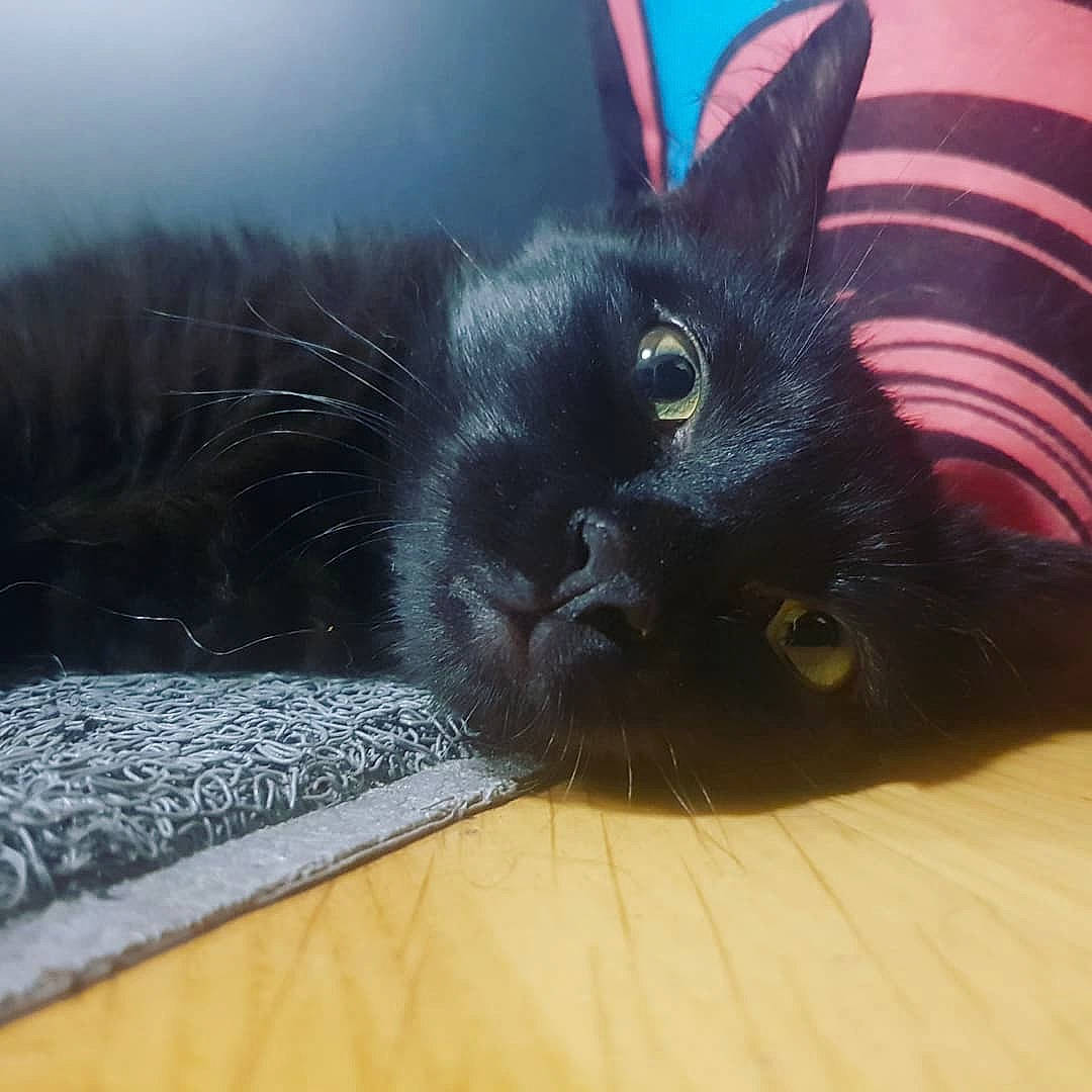 Shakur participe au concours pour gagner de l'argent avec cette photo : black_cat, carnivore, cat, claw, comfort, domestic_short_haired_cat, eye, fawn, felidae, flooring, foot, fur, hardwood, human_body, paw, plant, small_to_medium_sized_cats, snout, tail, whiskers