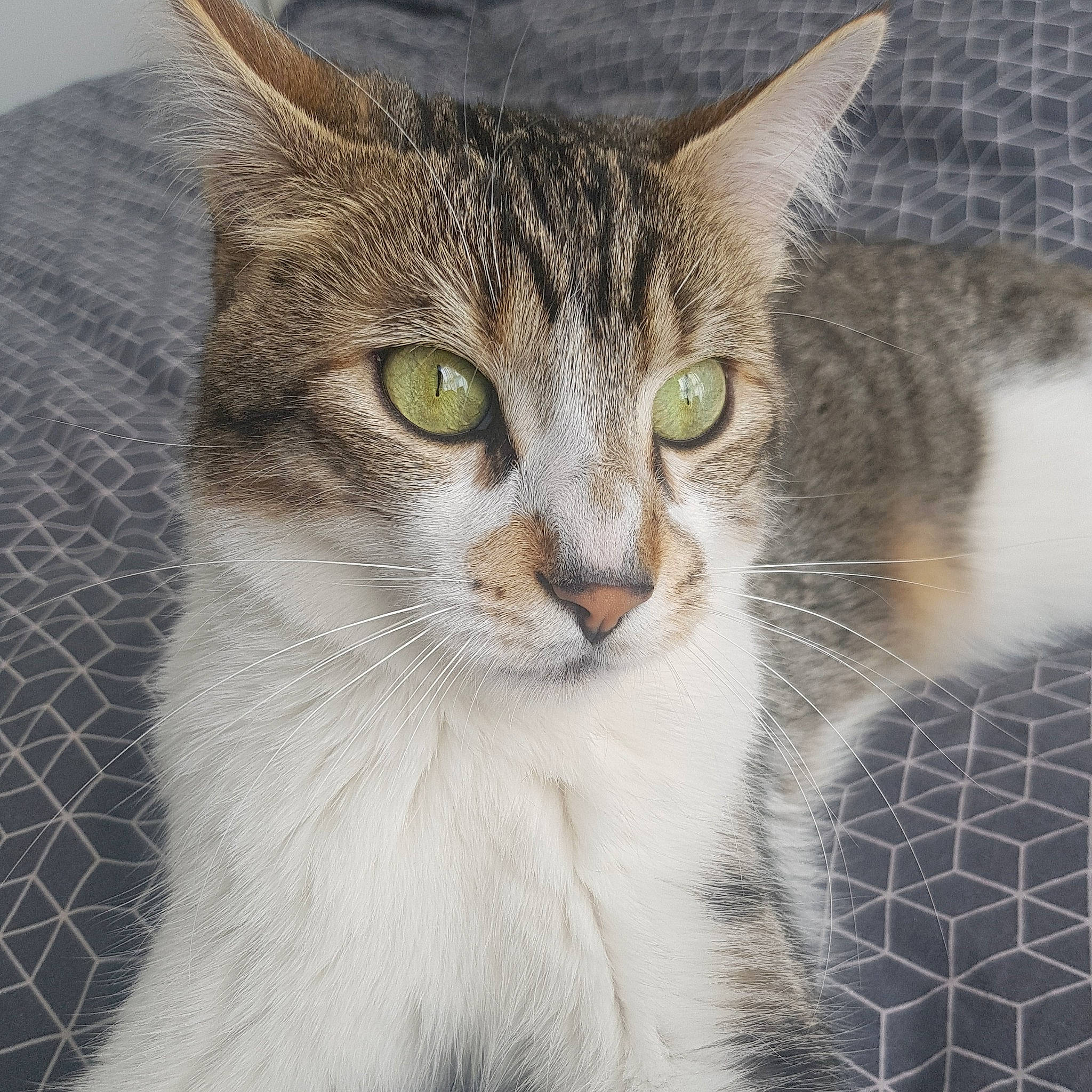 Ojayz participe au concours pour gagner de l'argent avec cette photo : carnivore, cat, domestic_short_haired_cat, felidae, fur, mesh, paw, pet_supply, small_to_medium_sized_cats, snout, terrestrial_animal, whiskers, wildlife, window