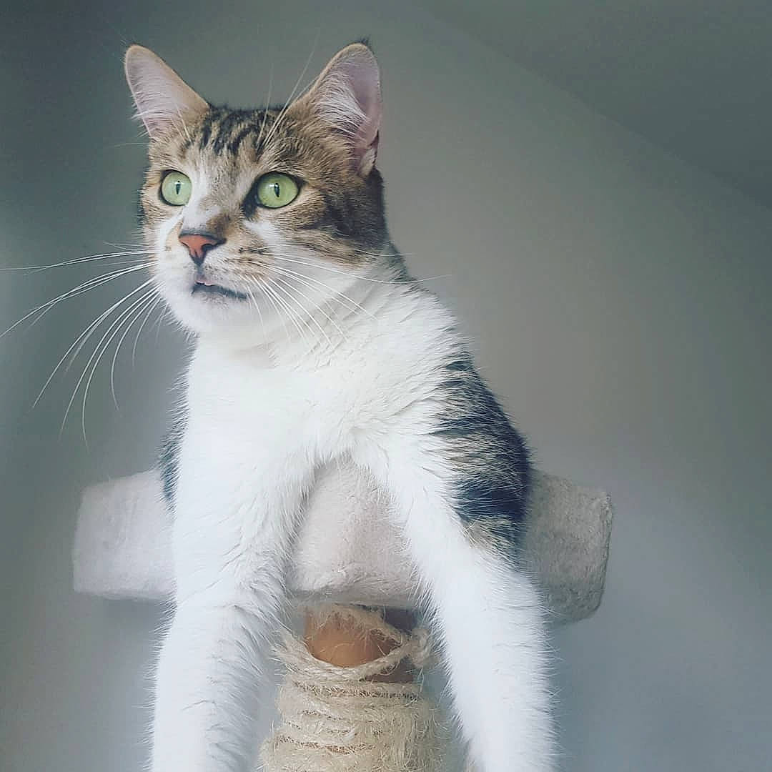 Ojayz a rejoint le concours — aidez-le/la à gagner de superbes lots ! carnivore, cat, curious, domestic_short_haired_cat, eye, felidae, foot, fur, head, iris, paw, sitting, small_to_medium_sized_cats, snout, tail, terrestrial_animal, whiskers, window