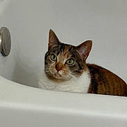 Comet is registered to the contest to win money with this photo: cat, calico_cat, bathtub, pet, animal, indoor, white, fur, ears, green_eyes, curious, resting, face, whiskers, domestic_cat, looking, closeup, quiet, home, bathroom