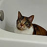 cat, calico_cat, bathtub, pet, animal, indoor, white, fur, ears, green_eyes, curious, resting, face, whiskers, domestic_cat, looking, closeup, quiet, home, bathroom
