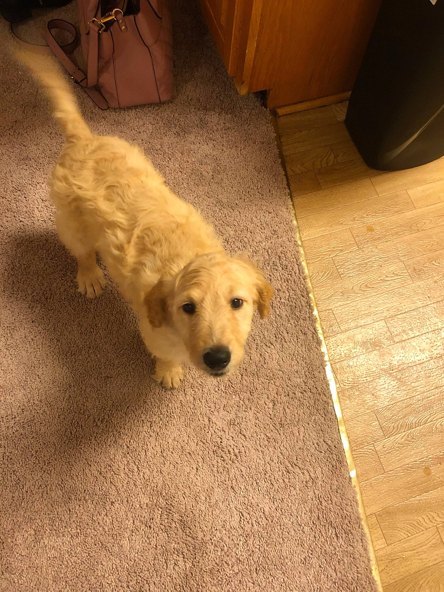 Cadence is registered to the contest to win money with this photo: canidae, carnivore, companion_dog, dog, dog_breed, fawn, floor, flooring, golden_retriever, goldendoodle, hardwood, mammal, maremma_sheepdog, puppy, retriever, slovak_cuvac, small_greek_domestic_dog, sporting_group, vertebrate