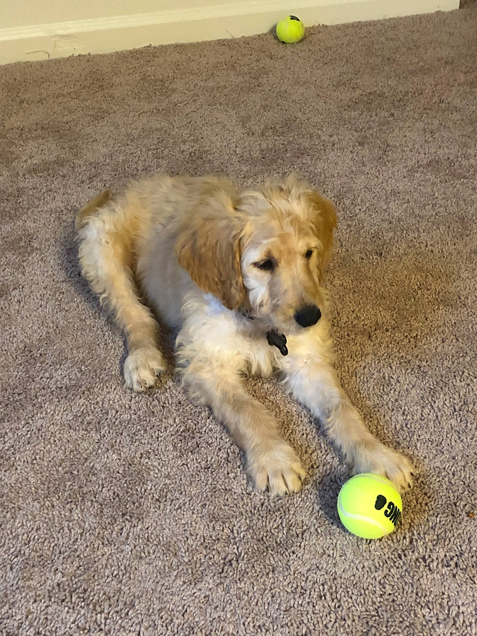 Cadence is registered to the contest to win money with this photo: ball, canidae, carnivore, companion_dog, dog, dog_breed, dog_toy, golden_retriever, goldendoodle, mammal, play, puppy, retriever, snout, sporting_group, sports_equipment, tennis_ball