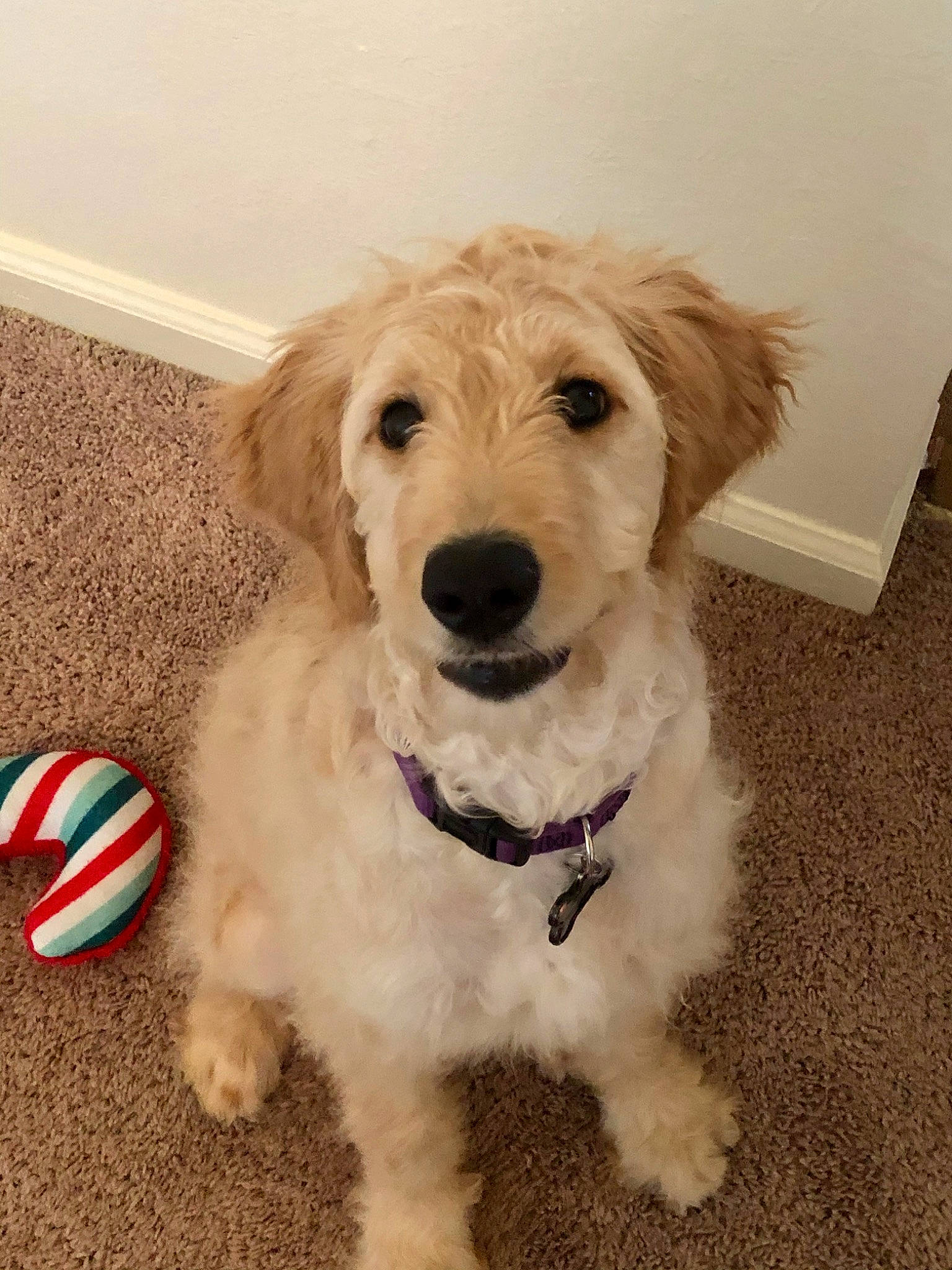 Cadence is registered to the contest to win money with this photo: canidae, carnivore, cockapoo, companion_dog, dog, dog_breed, golden_retriever, goldendoodle, irish_soft_coated_wheaten_terrier, labradoodle, mammal, poodle, poodle_crossbreed, puppy, rare_breed_dog, schnoodle, sporting_group, sporting_lucas_terrier, terrier, vertebrate