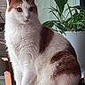 cat, orange_and_white, pet, feline, sitting, portrait, fluffy, fur, whiskers, ears, eyes, pink_nose, indoor, houseplant, chair, home, animal, closeup, alert, photography