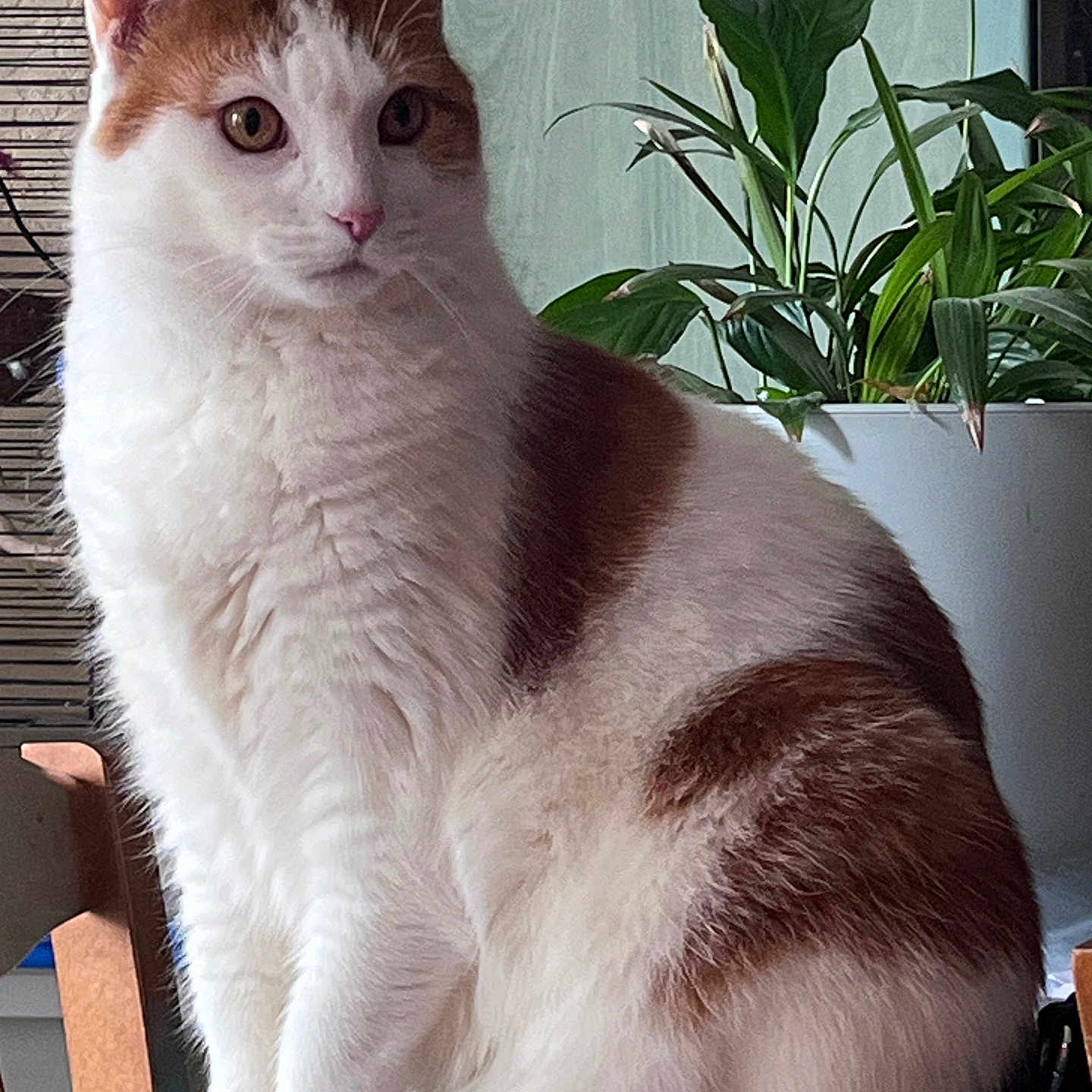 Rio a rejoint le concours — aidez-le/la à gagner de superbes lots ! cat, orange_and_white, pet, feline, sitting, portrait, fluffy, fur, whiskers, ears, eyes, pink_nose, indoor, houseplant, chair, home, animal, closeup, alert, photography
