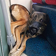 Spike a rejoint le concours — aidez-le/la à gagner de superbes lots ! dog, german_shepherd, muzzle, pet, animal, public_transport, seat, blue_seat, resting, leash, indoors, curled_up, paws, looking_up, expression, canine, transportation, furry, mammal, companion