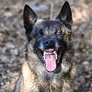 Spike participe au concours pour gagner de l'argent avec cette photo : animal, background, black, brown, canine, closeup, dog, ears, forest_floor, fur, happy, muzzle, nature, outdoor, pet, portrait, smiling, sunlight, teeth, tongue