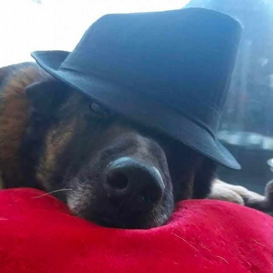 Spike participe au concours pour gagner de l'argent avec cette photo : animal, black_hat, canine, closeup, companion, cozy, dog, domestic_animal, face, fedora, fur, hat, indoors, pet, portrait, red_cushion, relaxed, resting, sleepy, snout