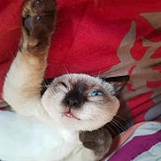 Espoir Talia Miou a rejoint le concours — aidez-le/la à gagner de superbes lots ! cat, siamese_cat, paw, stretching, blue_eyes, whiskers, bed, blanket, fabric, sleepy, playful, pet, feline, close_up, indoor, cute, animal, fur, nose, relaxed