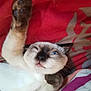 animal, bed, blanket, blue_eyes, cat, close_up, cute, fabric, feline, fur, indoor, nose, paw, pet, playful, relaxed, siamese_cat, sleepy, stretching, whiskers