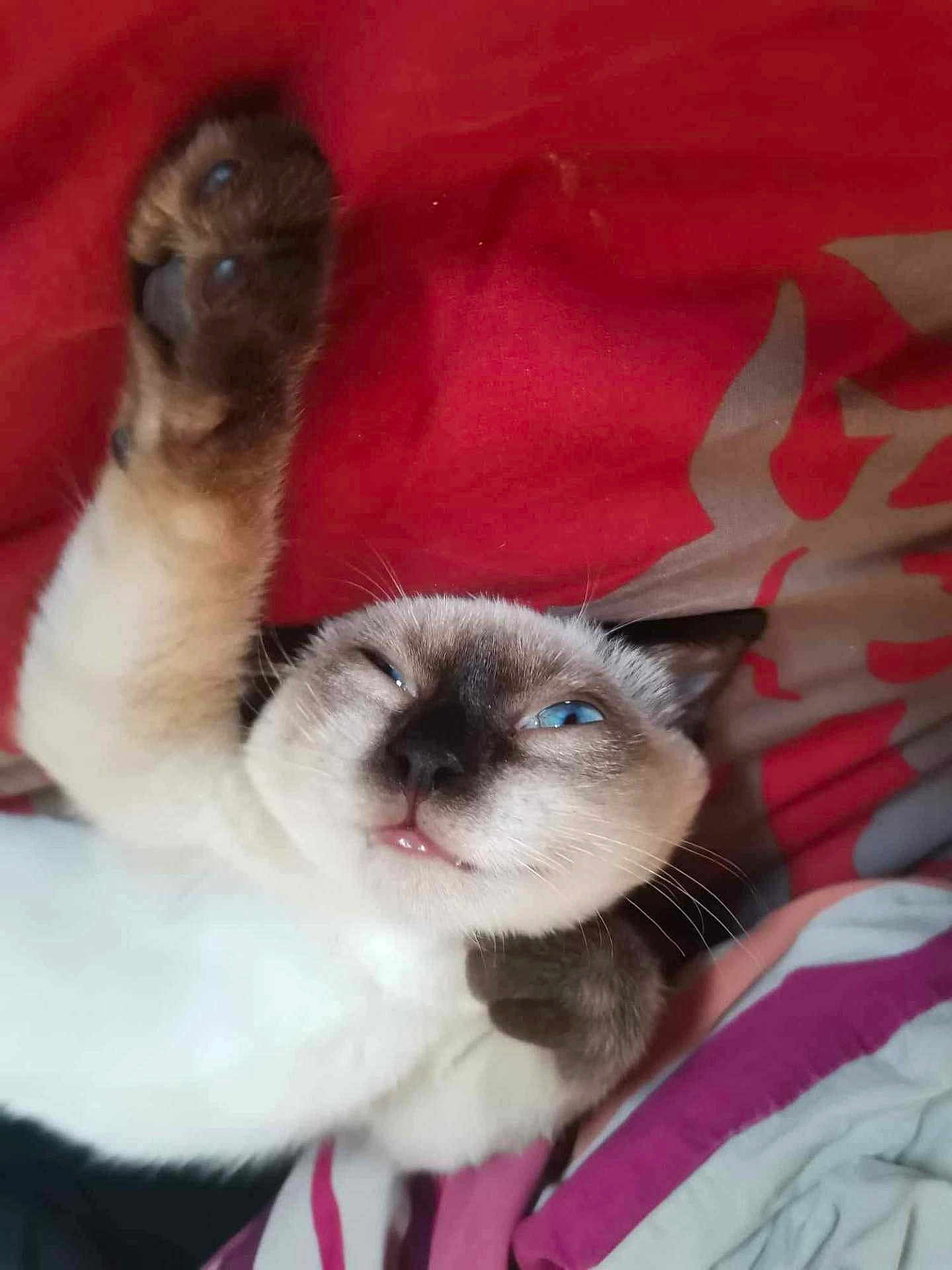 Espoir Talia Miou a rejoint le concours — aidez-le/la à gagner de superbes lots ! cat, siamese_cat, paw, stretching, blue_eyes, whiskers, bed, blanket, fabric, sleepy, playful, pet, feline, close_up, indoor, cute, animal, fur, nose, relaxed