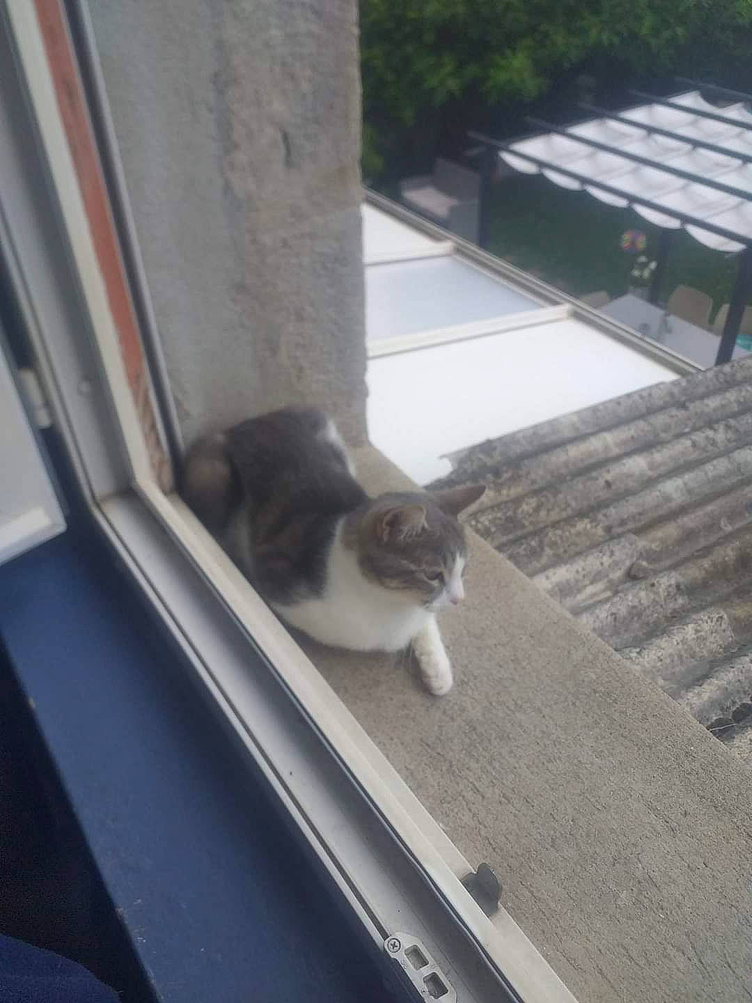 Guizmo participe au concours pour gagner de l'argent avec cette photo : building, carnivore, cat, daylighting, domestic_short_haired_cat, eye, felidae, flooring, fur, grey, hardwood, house, roof, small_to_medium_sized_cats, snout, tail, tree, whiskers, window, wood