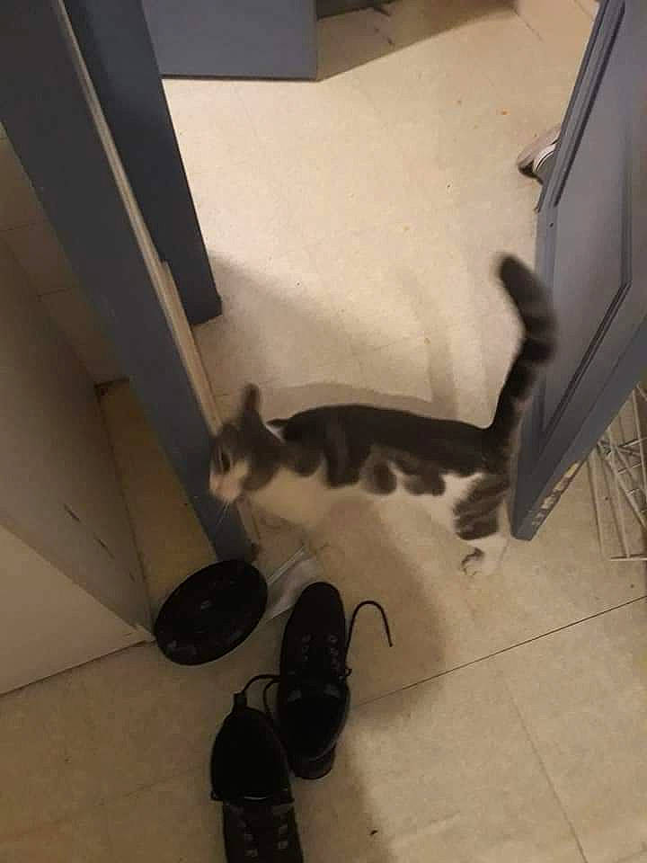 Guizmo a rejoint le concours — aidez-le/la à gagner de superbes lots ! carnivore, cat, comfort, felidae, floor, flooring, foot, fur, hardwood, human_leg, outdoor_shoe, room, shadow, small_to_medium_sized_cats, tail, thigh, walking_shoe, whiskers, wood, wood_flooring