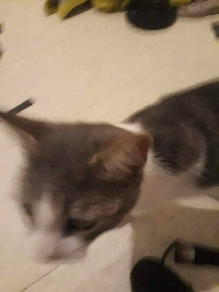 Guizmo a rejoint le concours — aidez-le/la à gagner de superbes lots ! brown, carnivore, cat, domestic_short_haired_cat, felidae, flooring, fur, hardwood, paw, small_to_medium_sized_cats, tail, terrestrial_animal, whiskers, wood