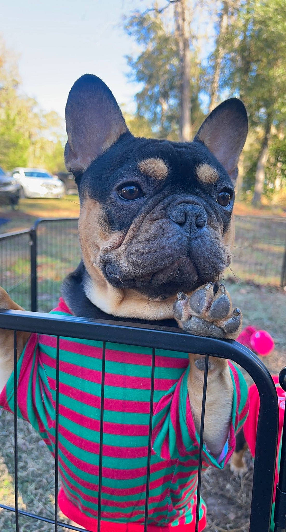 Hemi is registered to the contest to win money with this photo: bulldog, canidae, carnivore, collar, companion_dog, dog, dog_breed, dog_collar, electric_blue, fawn, grass, plant, sky, snout, sporting_group, tartan, toy_dog, tree, working_animal, wrinkle