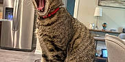 Gus joined the competition — help win amazing prizes! cat, tabby, yawning, pet, feline, collar, indoor, kitchen, living_room, furniture, bench, leather, home, domestic, animal, whiskers, ears, floor, painting, lamp